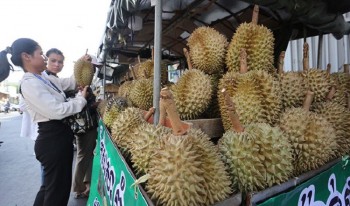 Campuchia lần đầu xuất khẩu trực tiếp sầu riêng tươi sang Trung Quốc