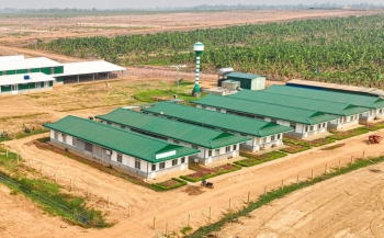 HAGL Agrico tiếp tục lỗ hơn 100 tỷ đồng trong quý 2/2025