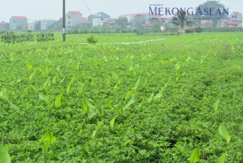555win Mobi tháng 7/2025 tăng trưởng chậm lại