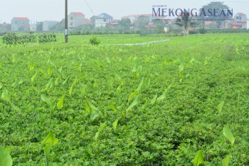 Quy định mới về miễn, giảm tiền sử dụng đất, thuê đất