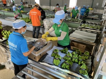 Công ty con của Hoàng Anh Gia Lai hút 1.000 tỷ đồng trái phiếu