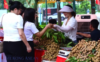 Nhãn lồng Hưng Yên sẽ được quảng bá tại Pháp trong tháng 10 tới