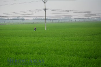 Số liệu sản xuất nông nghiệp tháng 8/2025