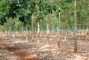 Thaco Agri lãi 10 tỷ đồng năm 2024, lỗ luỹ kế hơn 1.300 tỷ