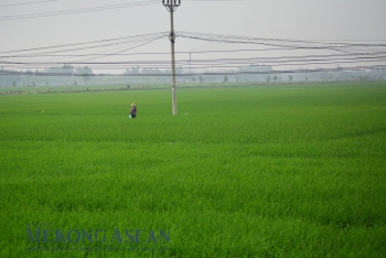 Mỗi ha lúa chất lượng cao, nông dân có thêm 10 triệu đồng/năm