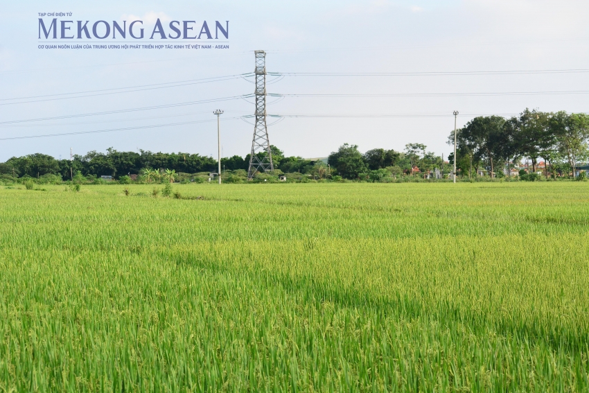 Xây dựng nhãn hiệu phát thải thấp cho sản phẩm trồng trọt