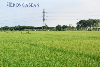 Xây dựng nhãn hiệu phát thải thấp cho sản phẩm trồng trọt