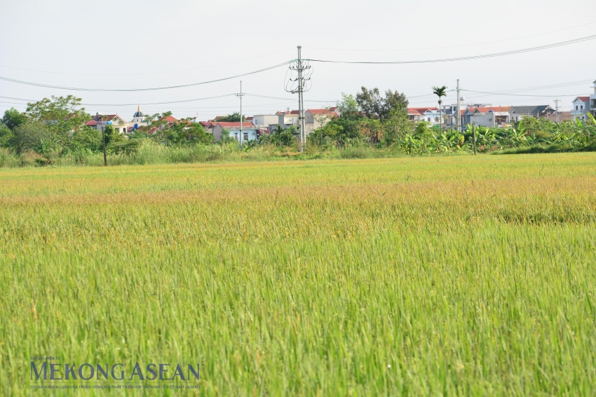 Sản xuất nông nghiệp quý 3/2025 ổn định nhờ ứng phó bão kịp thời