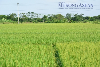 Gạo Việt xuất khẩu sang nhiều thị trường mới tăng vọt