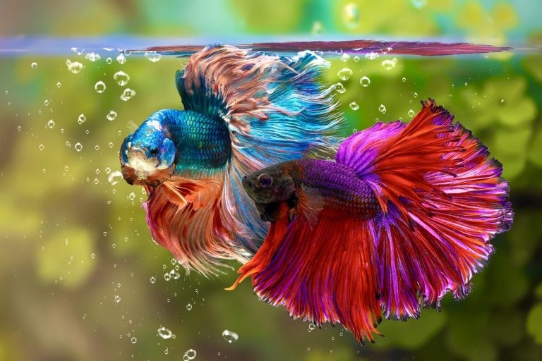 Ảnh minh họa cá chọi Xiêm (cá betta)
