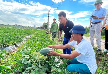 Chuyển động mới tại vùng trồng dưa hấu chất lượng cao ở Hải Phòng