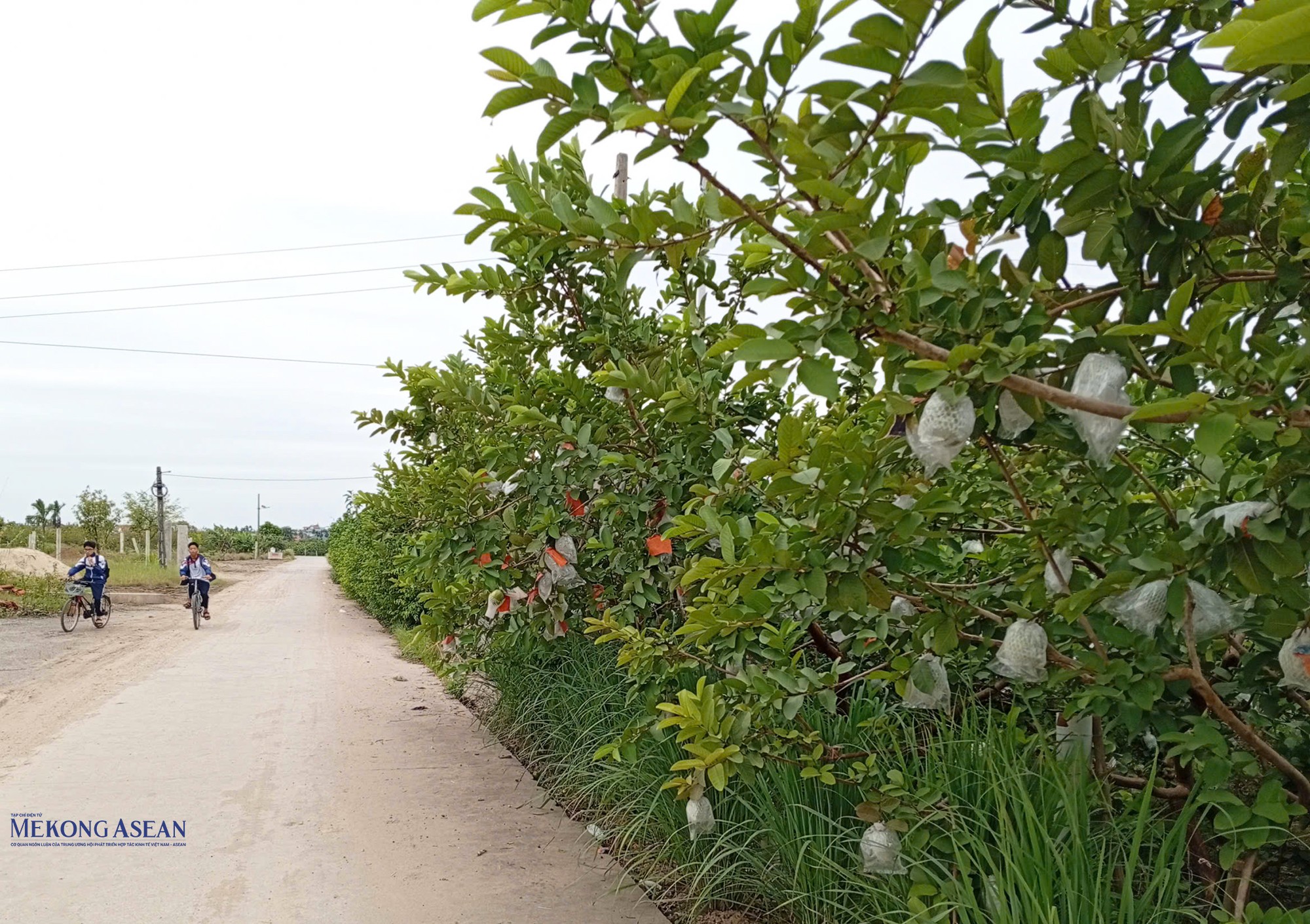 Ổi Hà Nam được mang đi bán, tiêu thụ ở nhiều nơi, đặc biệt là các tỉnh, thành phố như Hà Nội, Quảng Ninh... Ảnh: Phùng Nguyện/555win Login. Ổi Hà Nam được mang đi bán, tiêu thụ ở nhiều nơi, đặc biệt là các tỉnh, thành phố như Hà Nội, Quảng Ninh... Ảnh: Phùng Nguyện/555win Login.