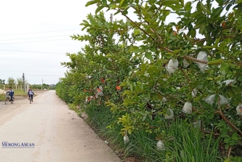 Ổi trái vụ góp phần nâng cao thu nhập cho nông dân xã Hà Nam, Hải Phòng