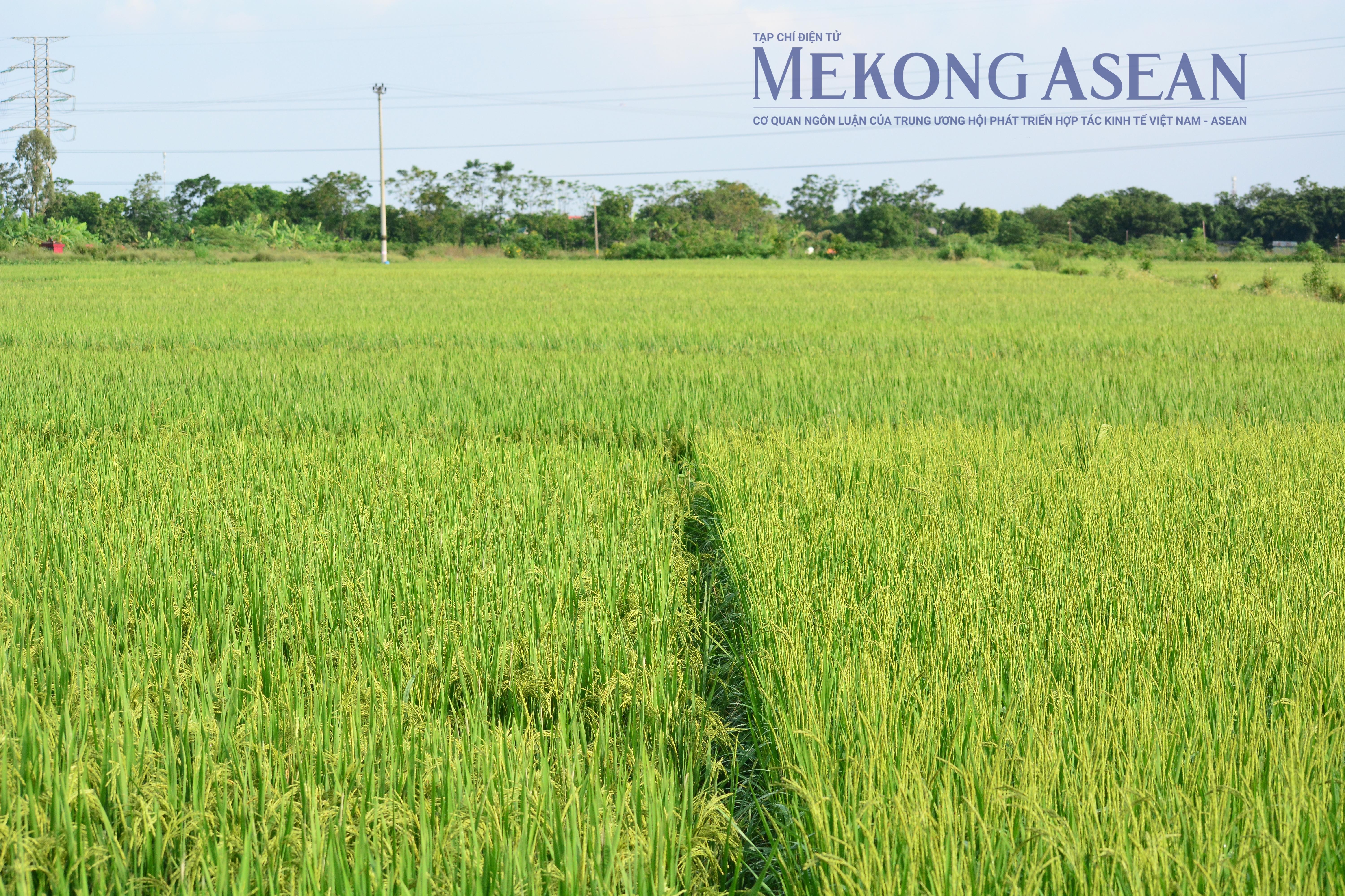Khai thác thủy sản sụt giảm, chăn nuôi lợn hồi phục trong tháng 10