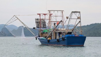 Tàu cá không ghi nhật ký khai thác thủy sản bị phạt tới 700 triệu đồng