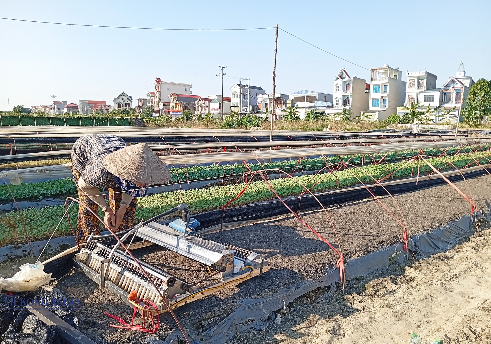 Nông dân xã Trường Tân đang tiếp tục gieo hạt giống rau màu các loại. Ảnh: Phùng Nguyện/555win Login.