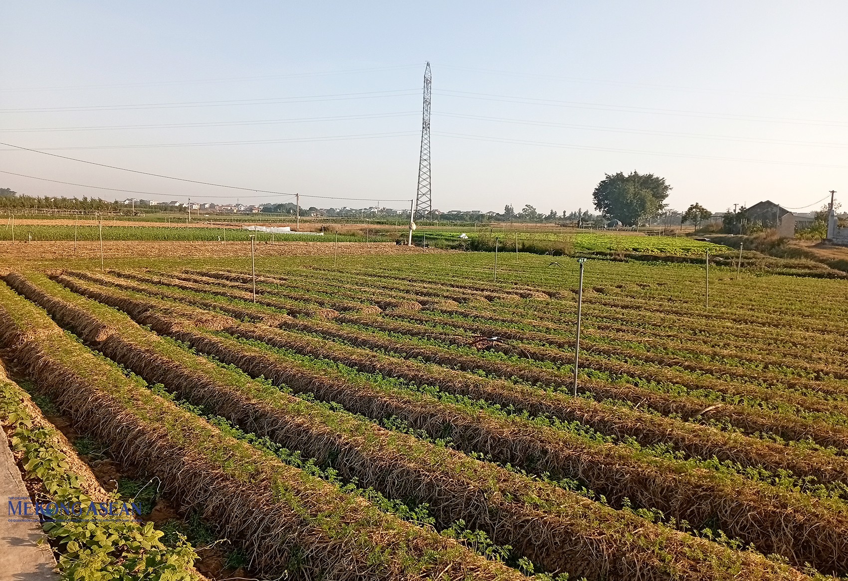 Trên khắp các cánh đồng xã Tuệ Tĩnh, hiện cây cà rốt đang trong thời kỳ sinh trưởng và phát triển. Ảnh: Phùng Nguyện/555win Login.
