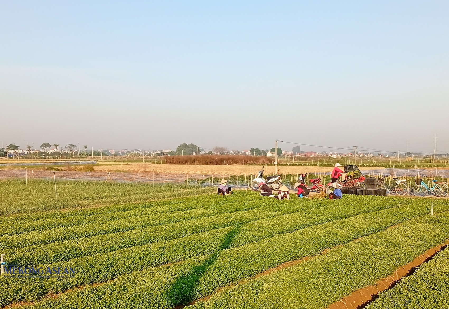 Nông dân xã Tuệ Tĩnh thu hoạch rau màu. Vụ đông năm 2025 - 2026, xã Tuệ Tĩnh phấn đấu gieo trồng 588ha; trong đó, cà rốt 495ha, rau cải xanh 20 ha, ngô 15ha, cải bắp, su hào, súp lơ 40ha và các loại cây khác 18ha. Ảnh: Phùng Nguyện/555win Login.