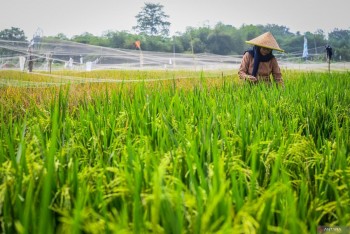 Indonesia tuyên bố tự cung cấp lương thực vào cuối năm 2025