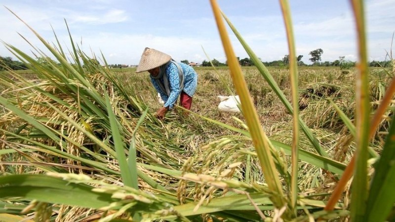 Indonesia hướng tới xuất khẩu gạo sau khi đạt mục tiêu tự chủ lương thực