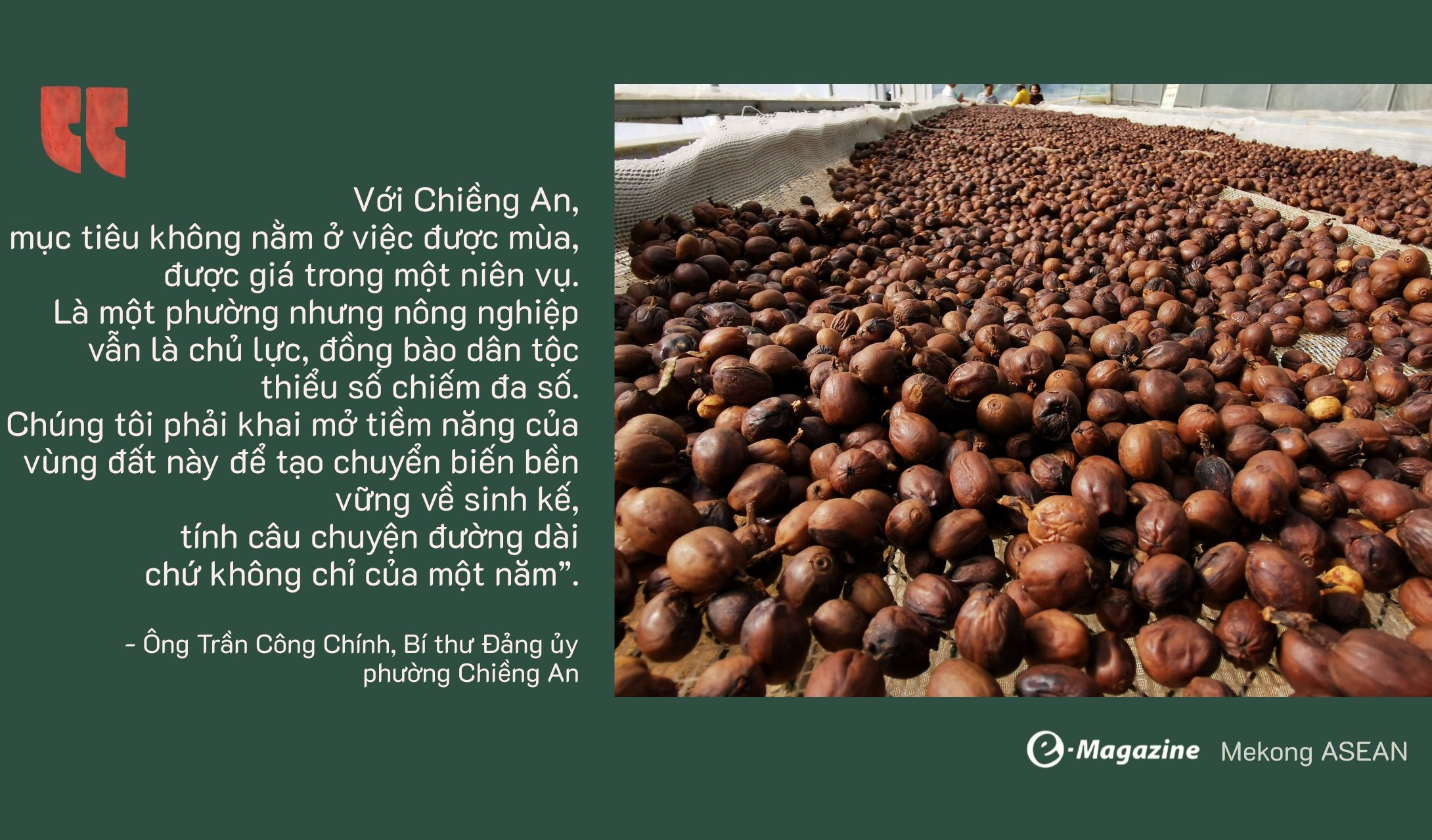 Chiềng An: Khát vọng xanh từ hạt cà phê Arabica chín đỏ