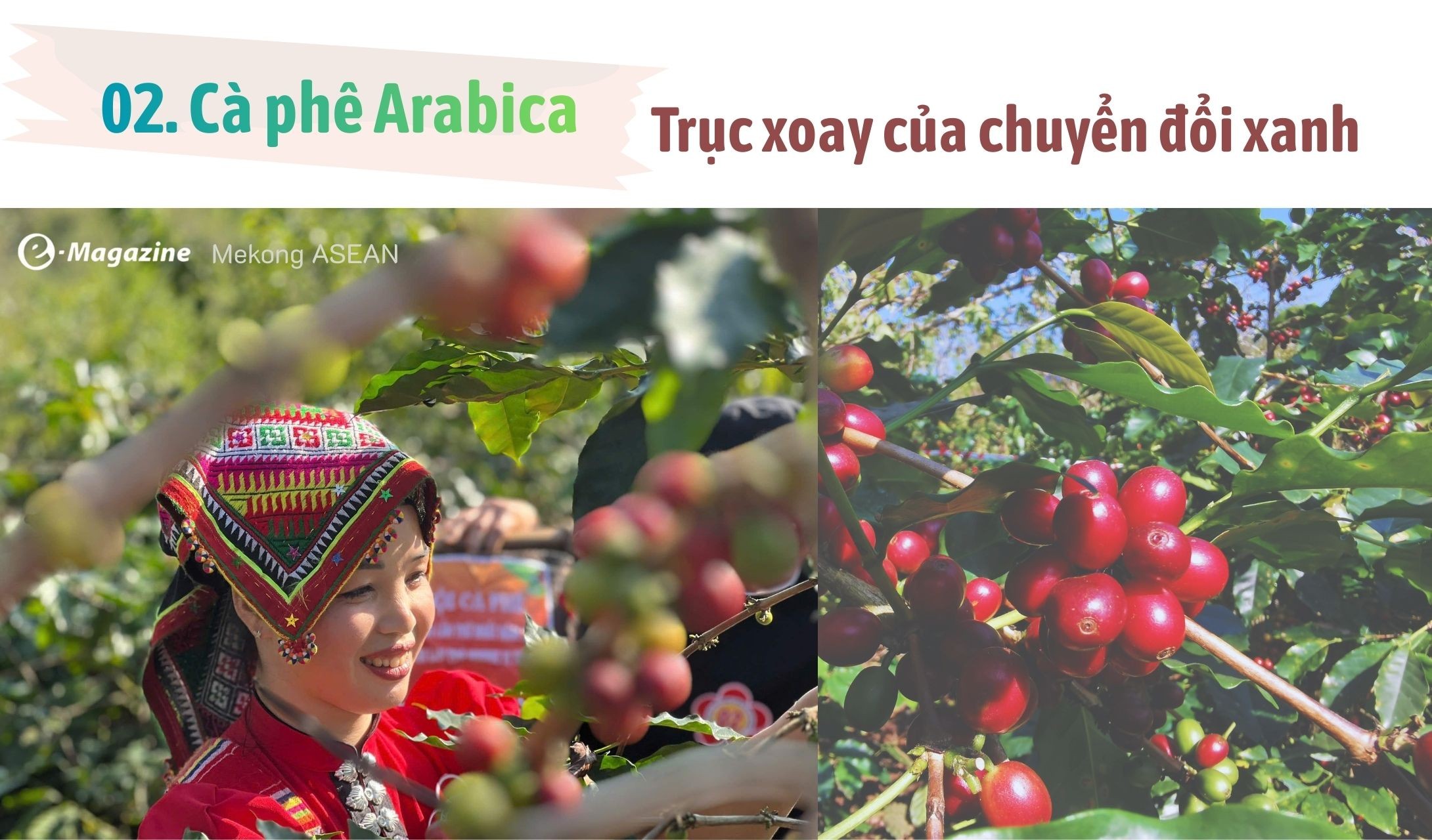 Chiềng An: Khát vọng xanh từ hạt cà phê Arabica chín đỏ