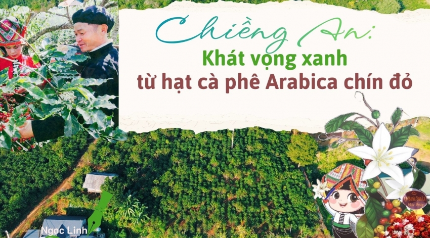 Chiềng An: Khát vọng xanh từ hạt cà phê Arabica chín đỏ