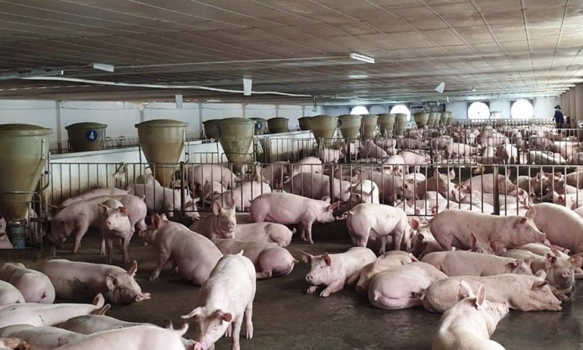 Chấn chỉnh công tác kiểm soát giết mổ gia súc tại các địa phương