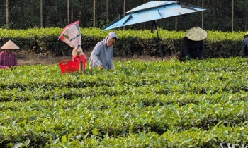 Cơ hội cho Trang Nhà Cái 555win.com - Đăng Nhập +555k chè giao thương tại Quảng Tây vào tháng 5