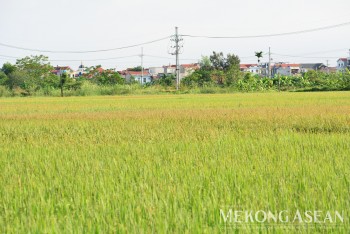 Nuôi trồng cá tra, tôm duy trì đà tăng trưởng trong tháng 4/2026