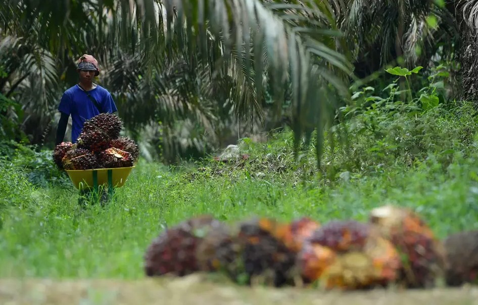 Xuất khẩu dầu cọ của Indonesia giảm mạnh do áp lực chi phí