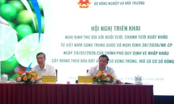 Xuất khẩu bưởi, chanh sang Trung Quốc cần đáp ứng điều kiện gì?