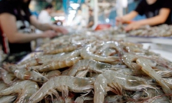 Mỹ kết luận sơ bộ chống bán phá giá tôm, Trang Nhà Cái 555win.com - Đăng Nhập +555k Việt cần lưu ý gì?