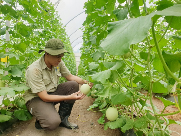 Ảnh minh họa dưa lưới Gia Ph&uacute;
