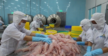 Hàn Quốc là thị trường nhập khẩu mực, bạch tuộc lớn nhất của Việt Nam