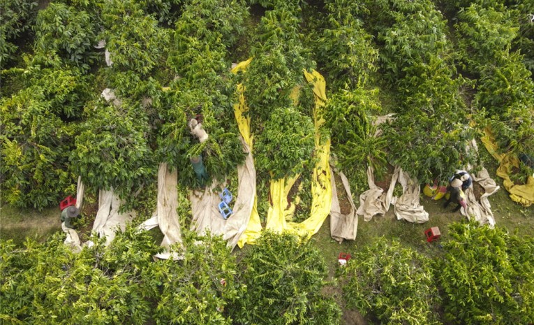 C&aacute;nh đồng c&agrave; ph&ecirc; x&atilde; Đăk Mar, huyện Đăk H&agrave;, tỉnh Kon Tum.