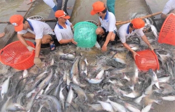 Doanh thu Vĩnh Hoàn tăng trưởng âm trong tháng 12/2022