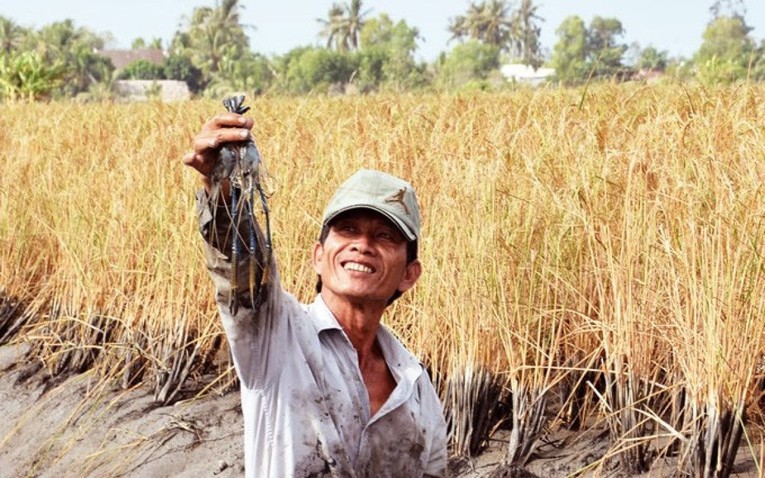 Cần c&oacute; cơ chế đặc th&ugrave; cho việc triển khai m&ocirc; h&igrave;nh l&uacute;a - t&ocirc;m.