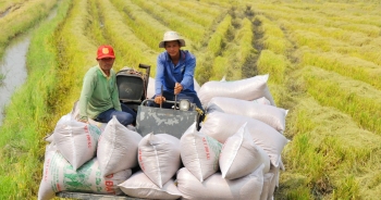 Hàn Quốc tài trợ 4,5 triệu USD phát triển chuỗi giá trị lúa gạo Việt Nam
