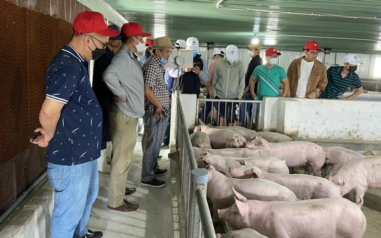 Bầu Đức trong một buổi đưa nh&agrave; đầu tư đi tham quan trang trại heo.
