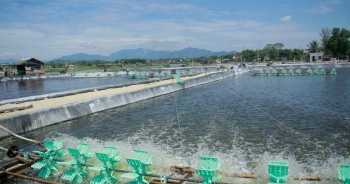 5 doanh nghiệp xuất khẩu tôm lớn nhất sang Nhật Bản năm 2022
