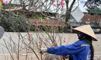 Hà Nội: Đào cuối vụ 'đại hạ giá' vẫn ế khách