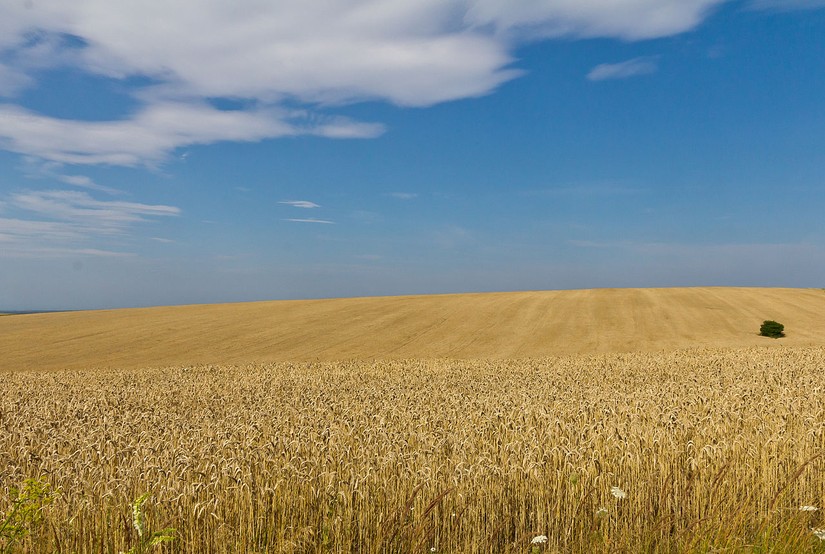 C&aacute;nh đồng l&uacute;a mỳ tại Ukraine. Ảnh: Raimond Spekking