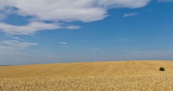 Xung đột Nga - Ukraine đẩy giá lúa mỳ lên cao nhất 14 năm