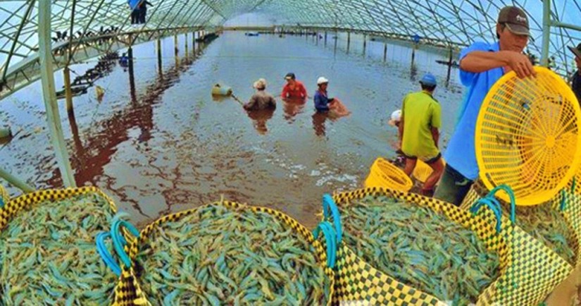Gi&aacute; th&agrave;nh sản xuất t&ocirc;m Việt Nam vẫn c&ograve;n cao hơn so với c&aacute;c nước trong khu vực do gi&aacute; thức ăn nu&ocirc;i t&ocirc;m vẫn đang chiếm tỷ lệ cao trong gi&aacute; th&agrave;nh sản xuất.