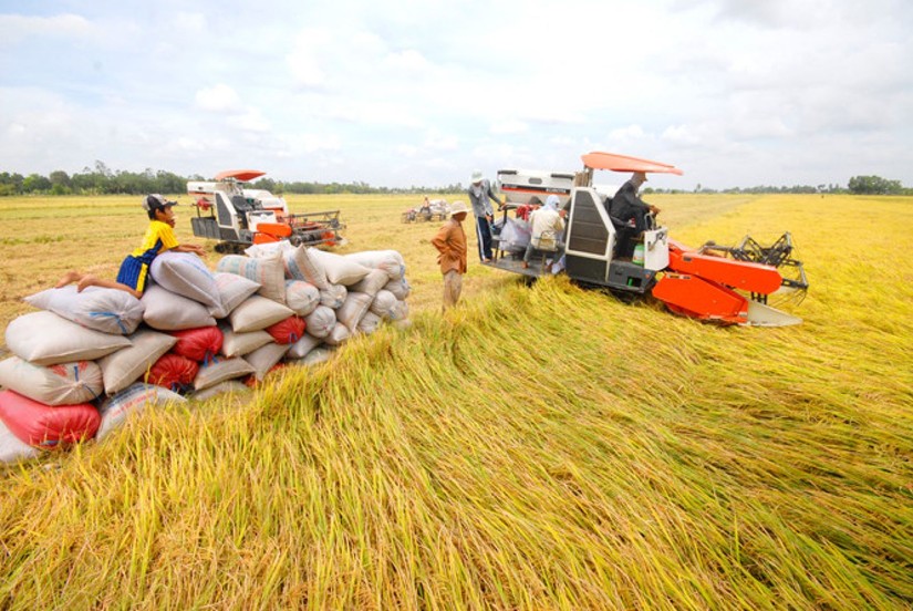 N&ocirc;ng d&acirc;n trồng l&uacute;a vẫn c&oacute; l&atilde;i d&ugrave; gi&aacute; b&aacute;n giảm