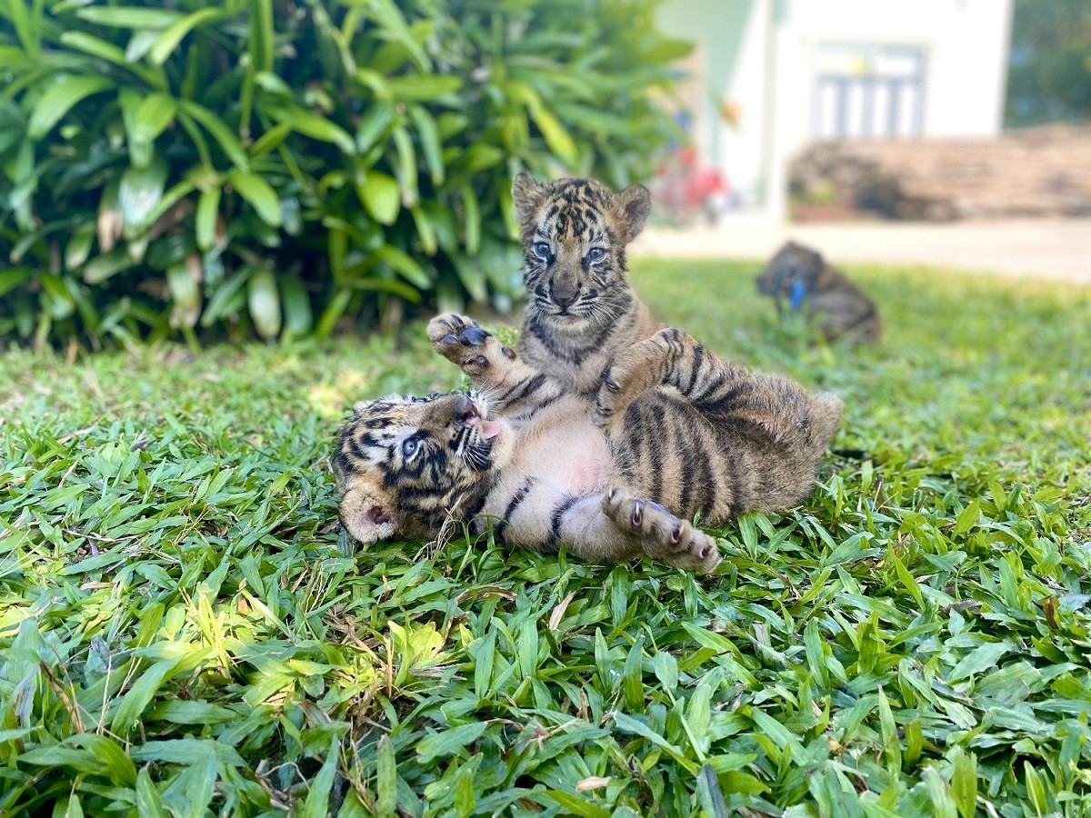 Chuyện của những người làm nghề 'bảo mẫu' động vật hoang dã
