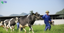 Mộc Châu Milk báo lãi gần 80 tỷ đồng quý I/2022 sau khi sáp nhập vào Vinamilk