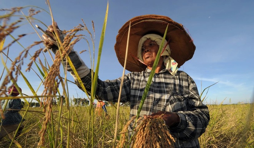 Người d&acirc;n tại tỉnh Narathiwat, Th&aacute;i Lan thu hoạch gạo. Ảnh: AFP
