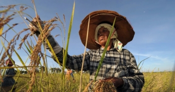Xuất khẩu gạo Thái Lan tăng mạnh